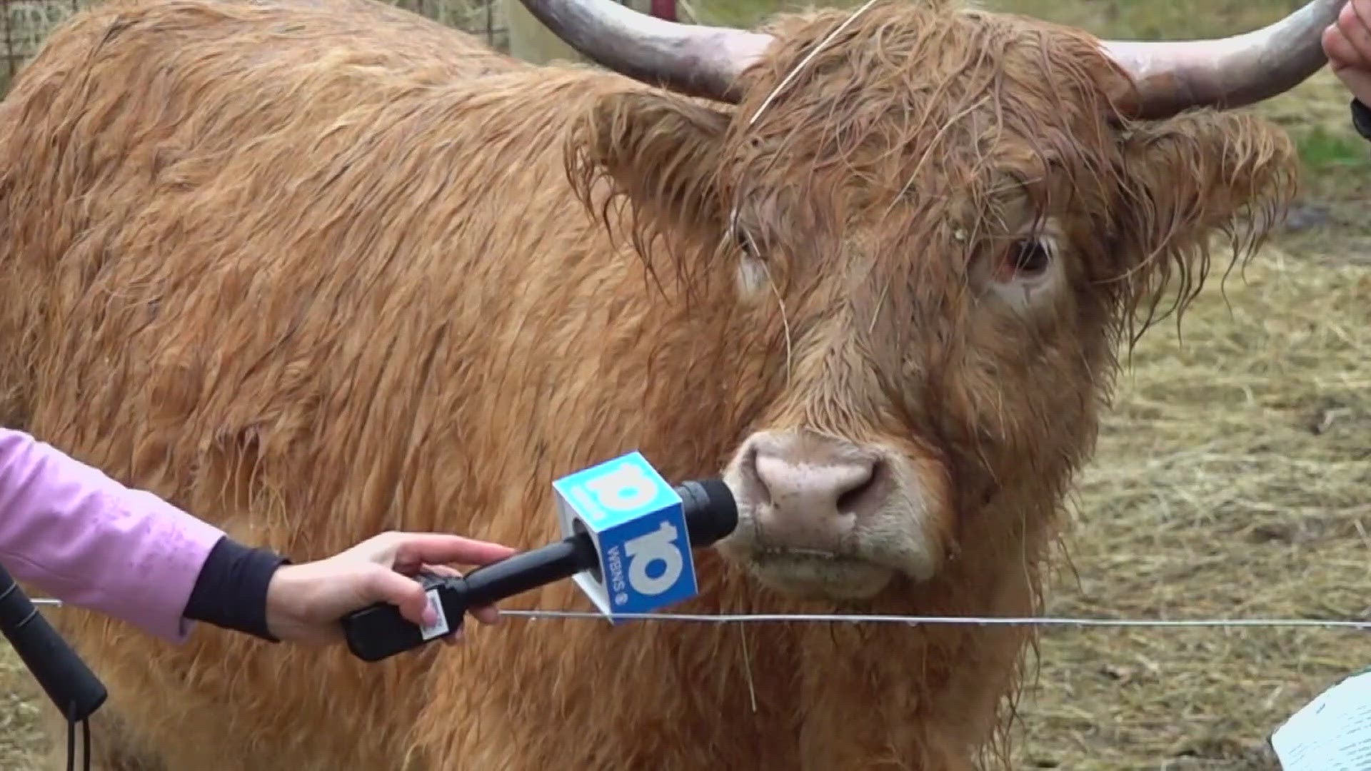 A cow wandering onto Interstate 270 South brought all lanes of traffic to a halt Monday night, leaving drivers stunned and searching for answers.