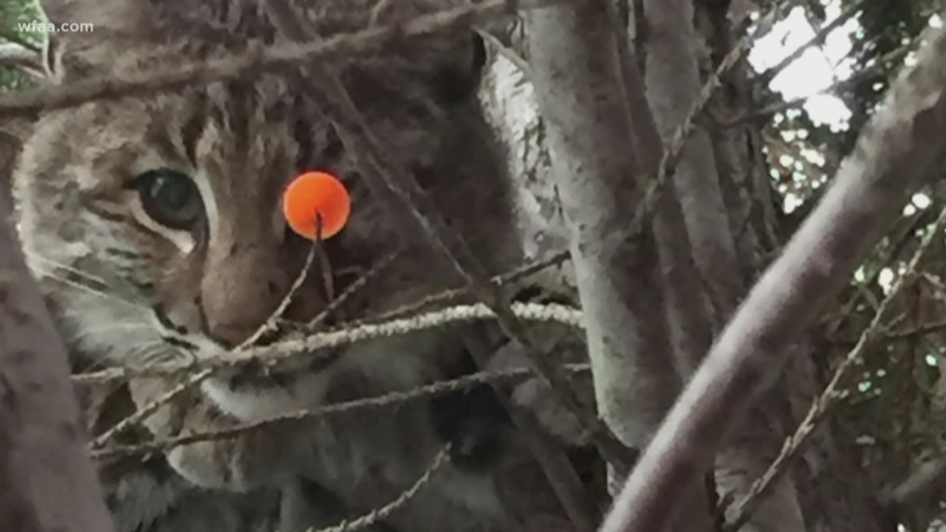 The bobcat, now named Miracle, was shot in the eye with a five-inch blow dart. She now needs another surgery because her vision is obstructed.