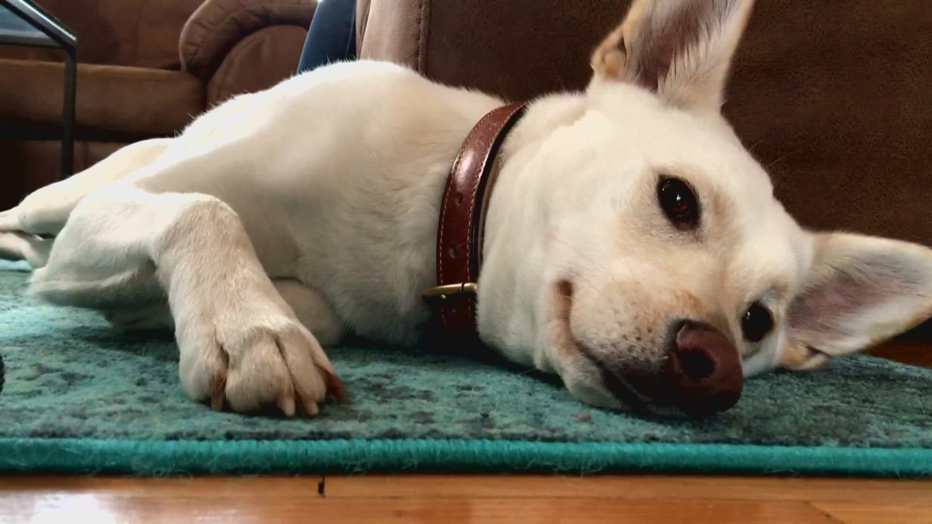 Dr. Kelley Gebhardt with Happy Tails Veterinary Emergency Clinic shares tips for how to keep your pets safe during the holidays.