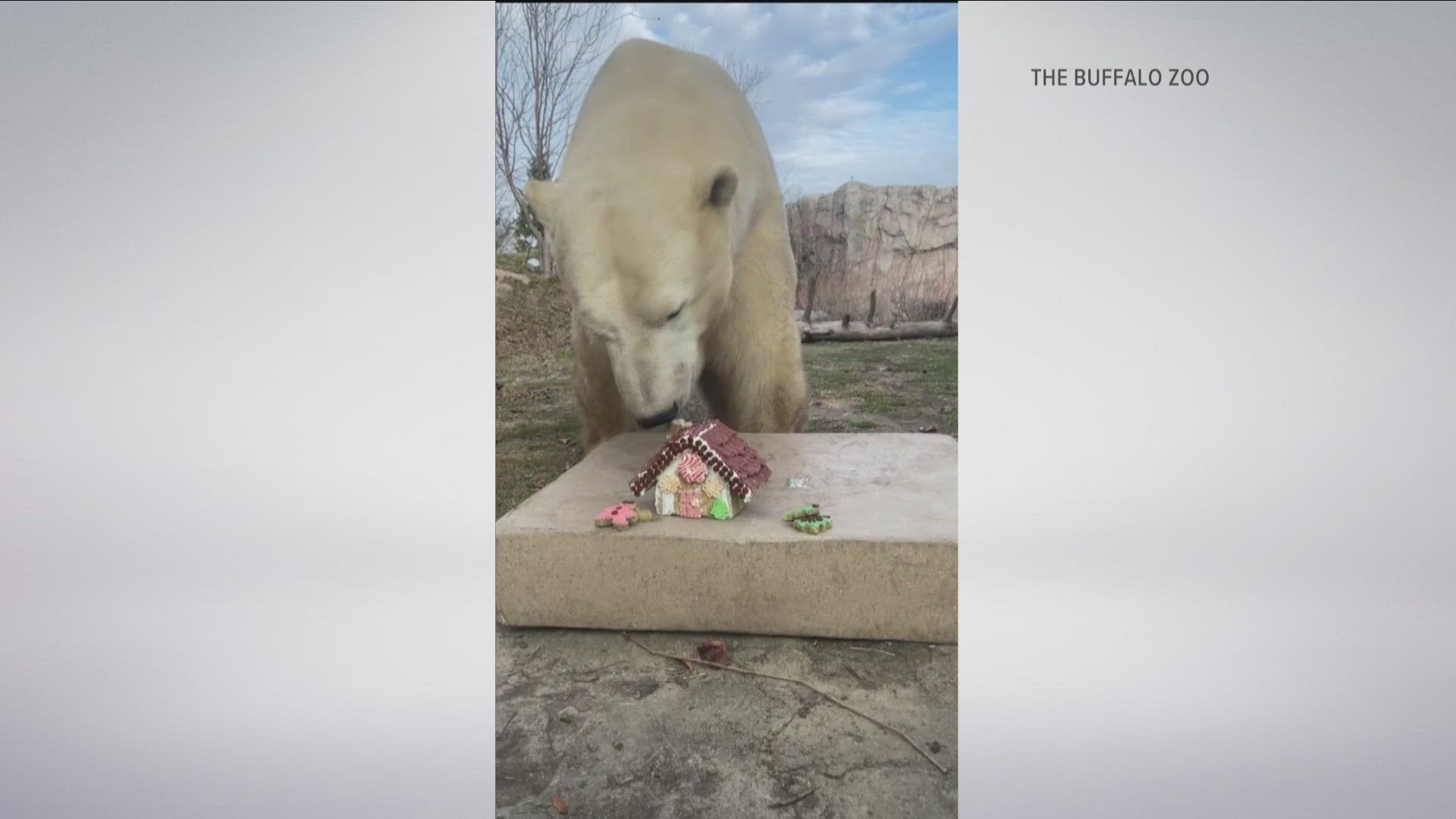 Sakari snacks on gingerbread house at the Buffalo Zoo