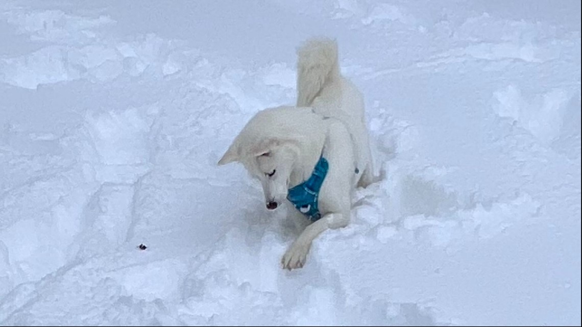 How to keep your pets safe during Buffalo snowstorm - Vimarsana News
