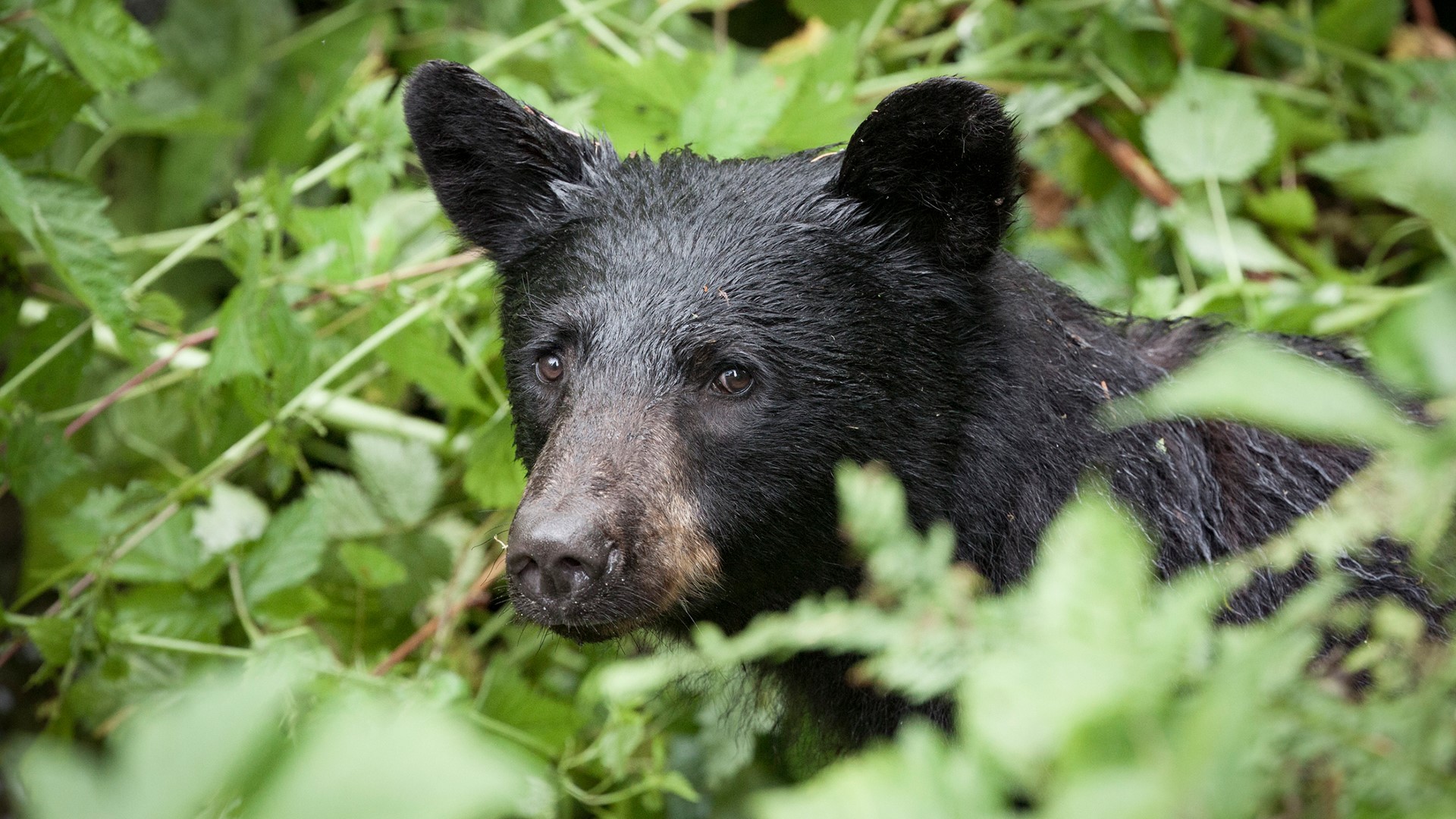 Bear activity on the rise, Kentucky Fish and Wildlife say | ktvb.com