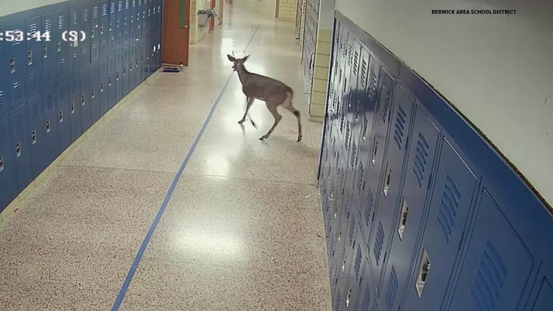 Berwick Area Middle School day disrupted by deer - Vimarsana News