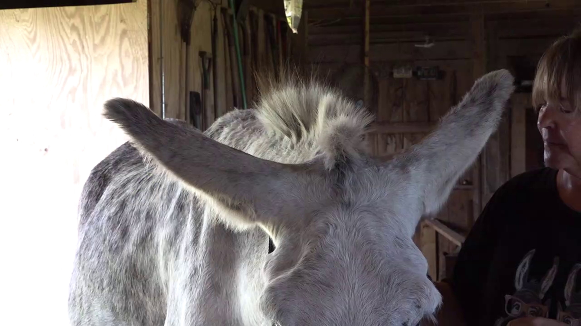 Hank the donkey earns Guinness World Record for longest ears Hank, a donkey from Pennsylvania, has earned the Guinness World Record for longest donkey ears at 17.12 inches.