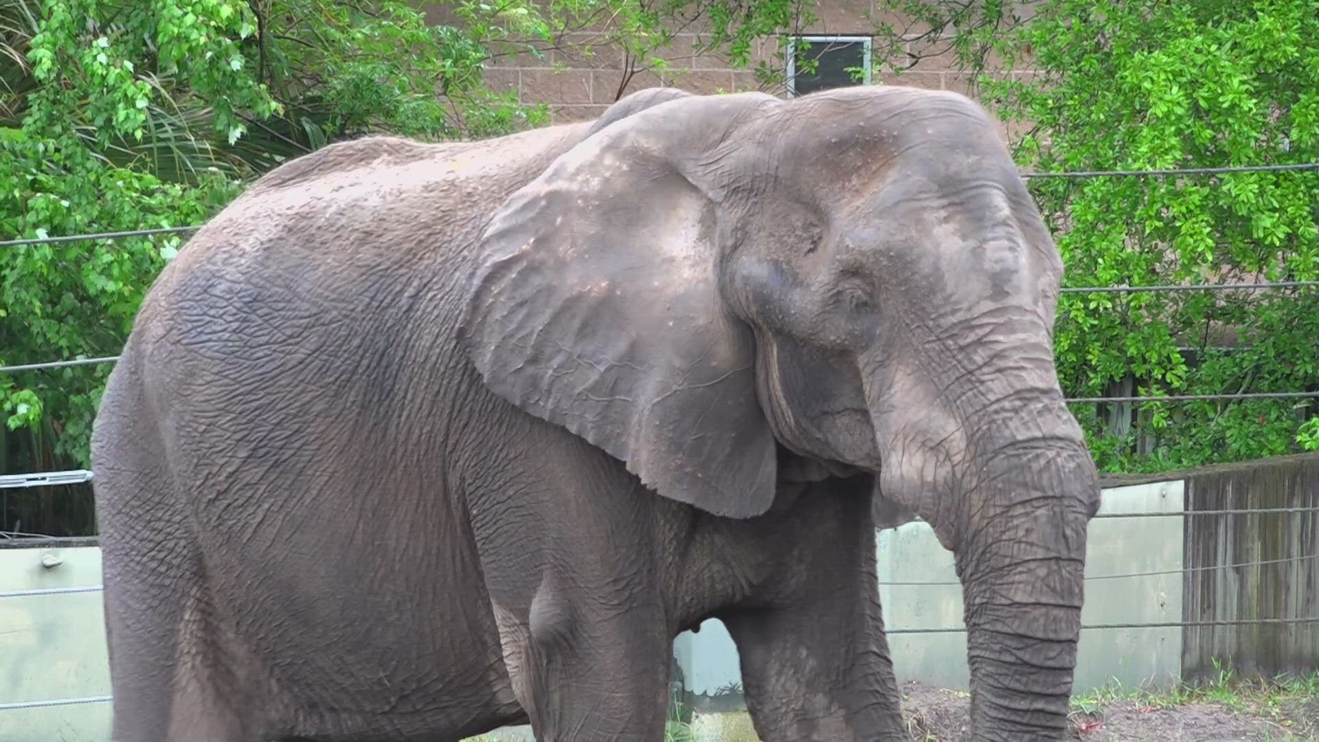 Ali, a 34-year-old African elephant, was donated to the zoo and rescued from Jackson’s 'Neverland Ranch' in 1997.