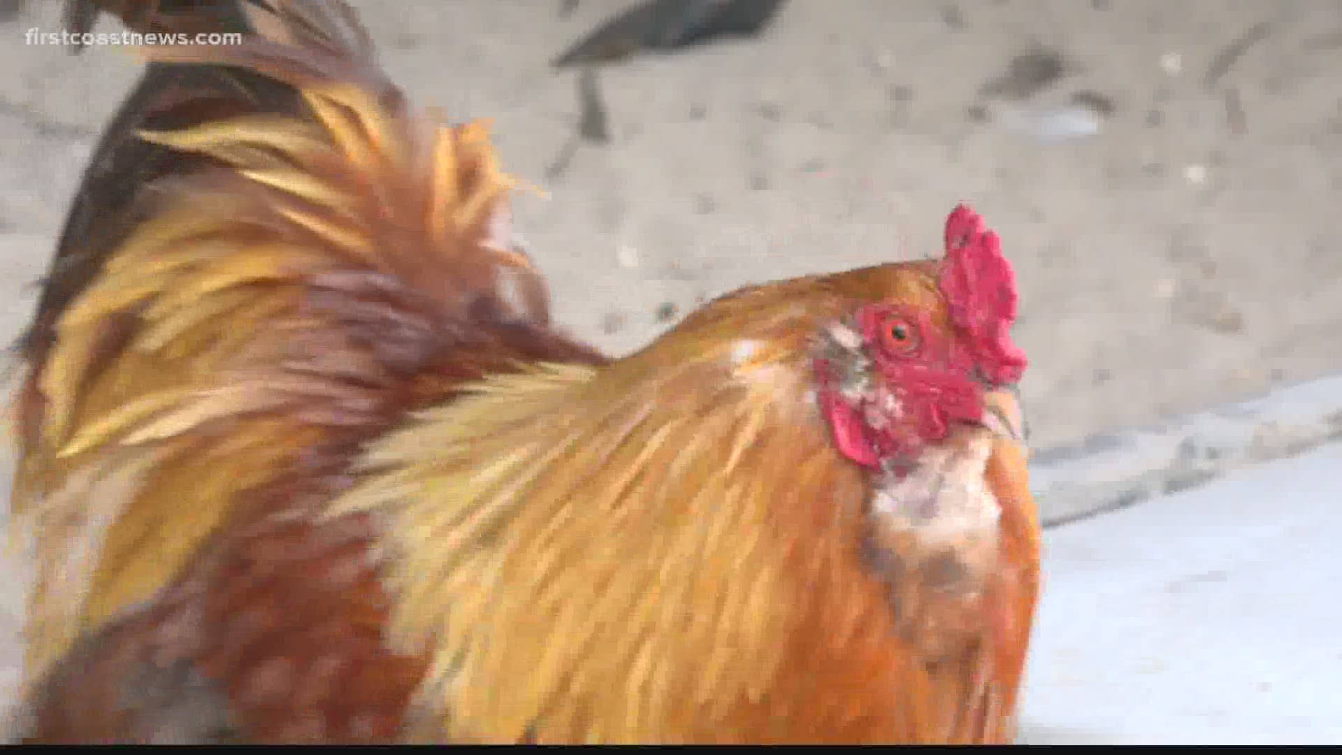 A local chicken breeder warns new chicken owners about spreading poultry diseases.