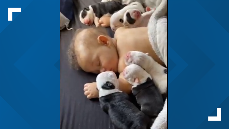 french bulldog puppies idaho