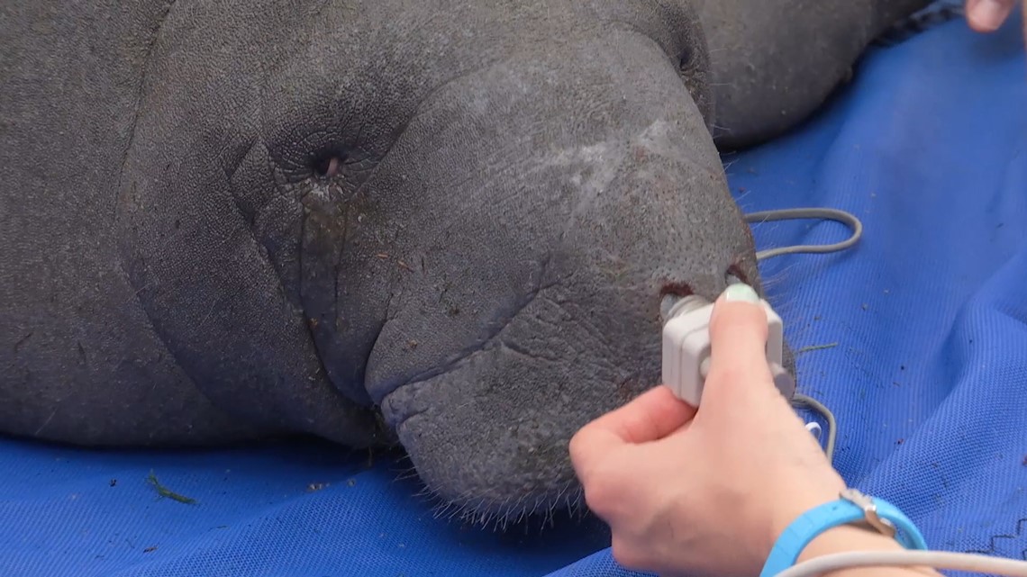 Florida manatees are dying at alarming rate, experts say | ktvb.com