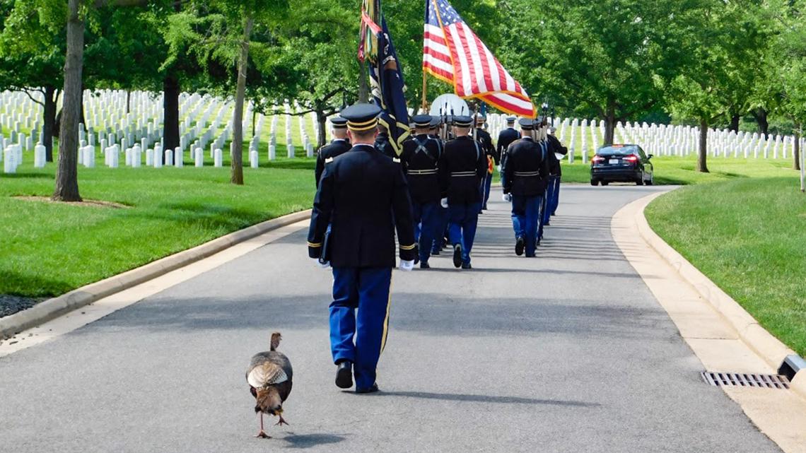 Turkey spotted at the Arlington National Cemetery - Vimarsana News