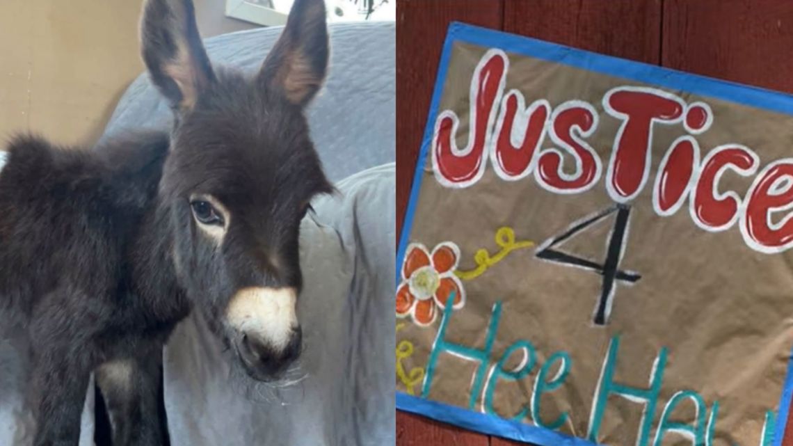 Georgia police chief releases video on 'tragic loss' of HeeHaw, the donkey  fatally shot by officer | ktvb.com
